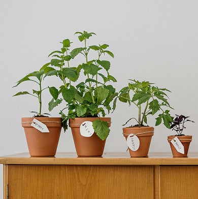 Healthy Chocolate Avocado Mousse